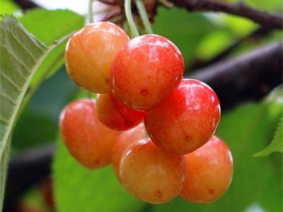 黄蜜樱桃品种介绍种植技术与市场前景