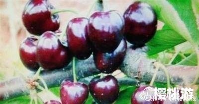 俄罗斯8号大樱桃，是目前最好的大樱桃品种么