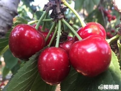 夏季高温如何促大樱桃花芽？